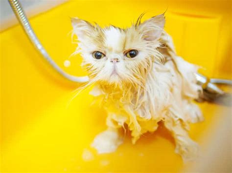 2 aylık kedi yıkanır mı